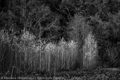 White Birch Black Oak, Biale brzozy czarne deby