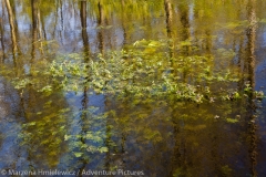 Underwater Meadow, Podwodna laka,